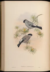 Pyrrhula cineracea = Pyrrhula pyrrhula cineracea